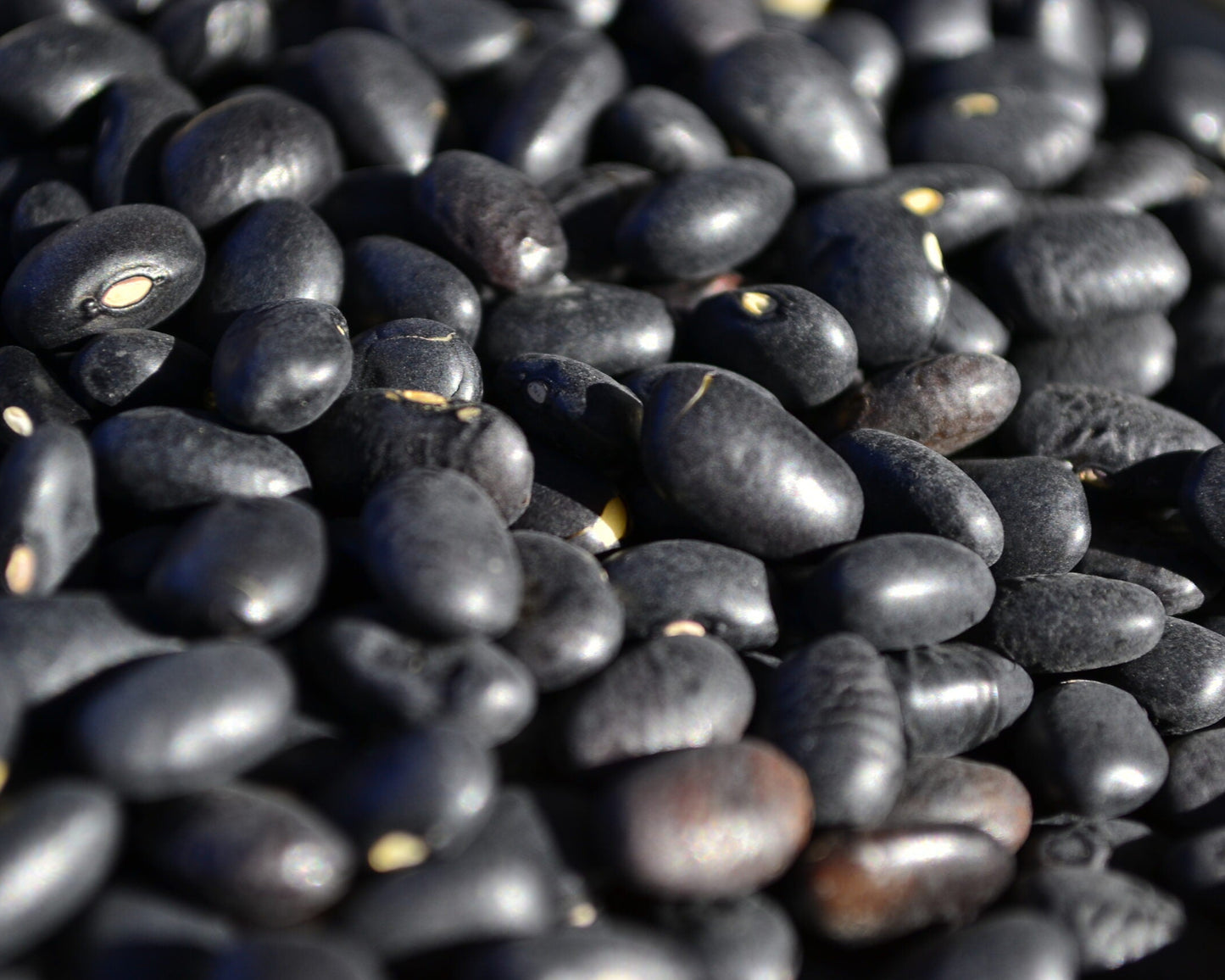 Porotos Negros