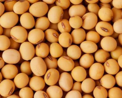 Porotos de Soya