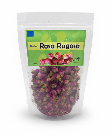 Rosa Rugosa